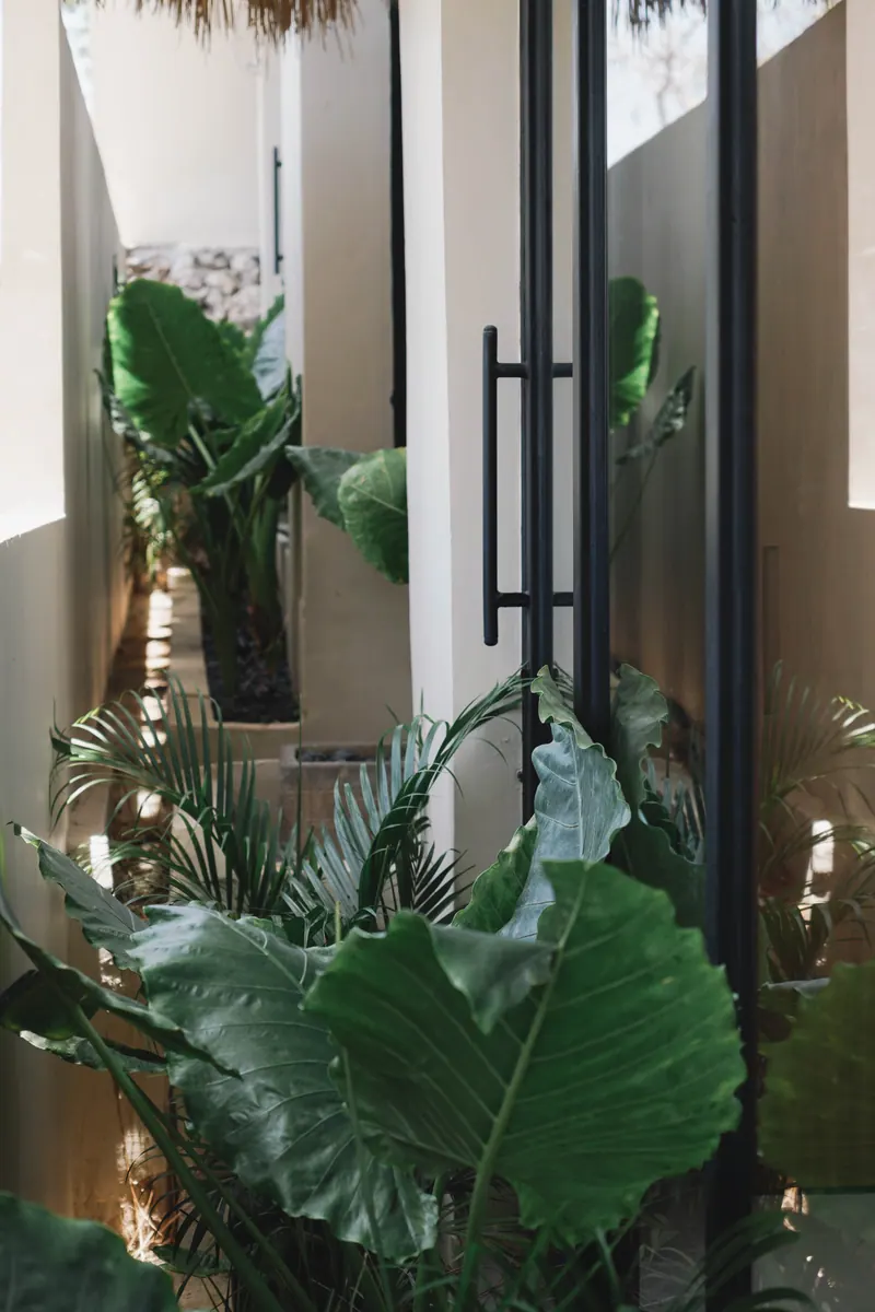 Garden passage with large leaves beside glass doors